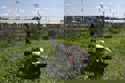 How high-tech tools, and pigs, could help in the search for Mexican drug cartel victims