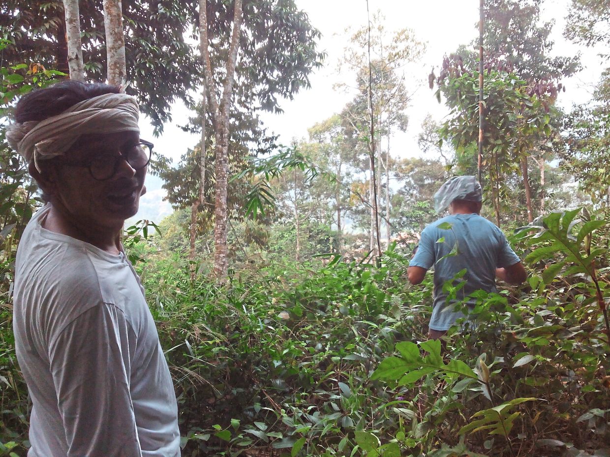 Zainal hard at work clearing the bushes and the bamboo grooves at the very start of his project.