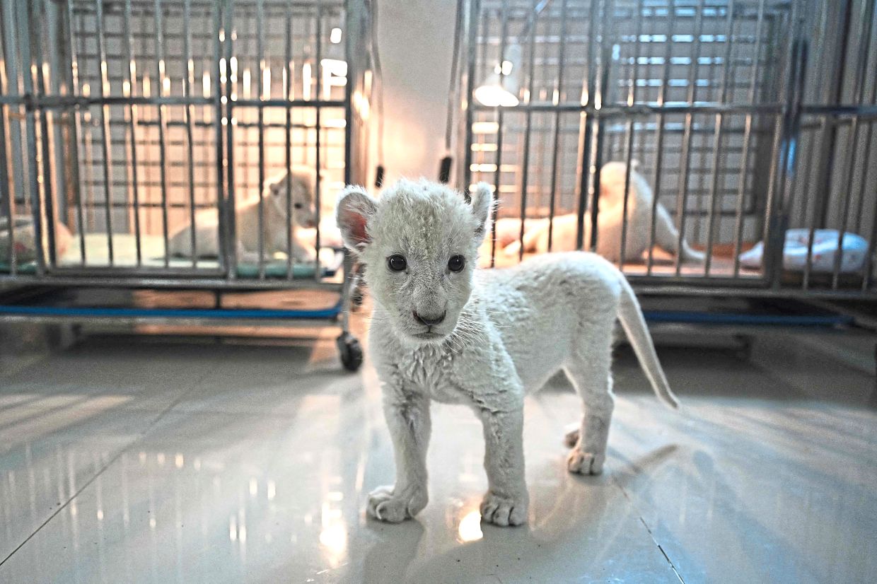 A photo of a month-old white lion (centre) with two week-old cubs in cages taken in early July, at a breeding facility in Chachoengsao province. 