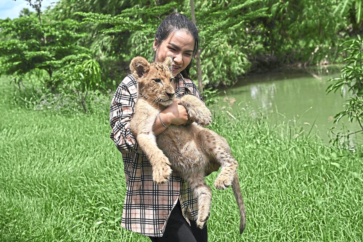 Patamawadee holding a young lion cub at a breeding facility in Chachoengsao province. 