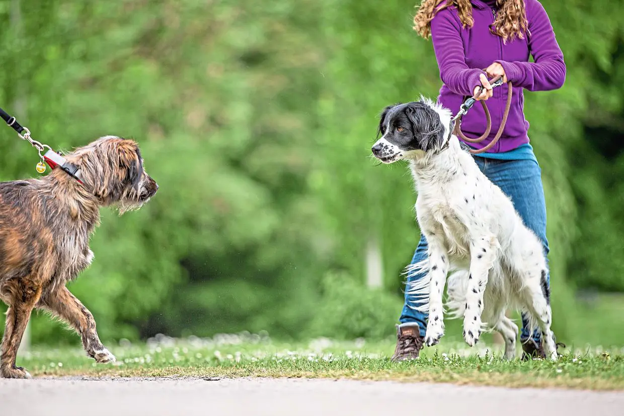 Leash Training Dogs That Pull: Mastering Control Techniques
