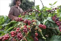 Exporters urge VAT exemption for Vietnam's green coffee beans and rice