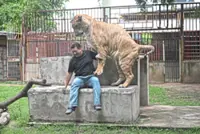 Thailand's big cat problem: The country's captive lion population has exploded