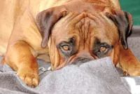 Discoveries for dogs with epilepsy