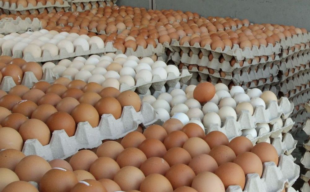 thestar.com.my - New egg grade at affordable price to be introduced, says Agriculture Ministry