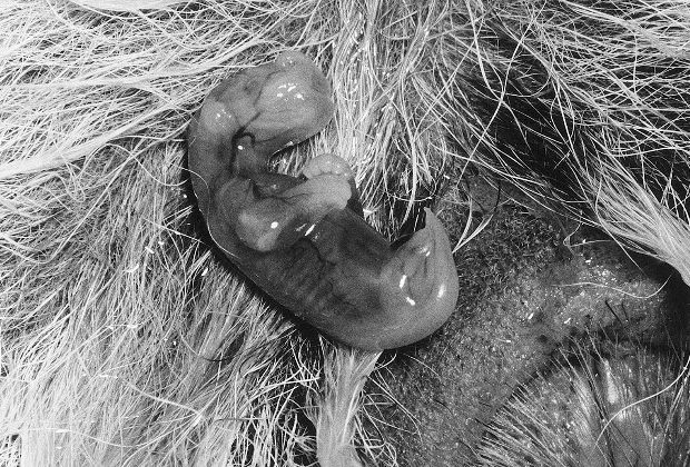  A new-born baby kangaroo is the size of a jellybean. - Pix courtesy of CSIRO (CC BY 3.0)