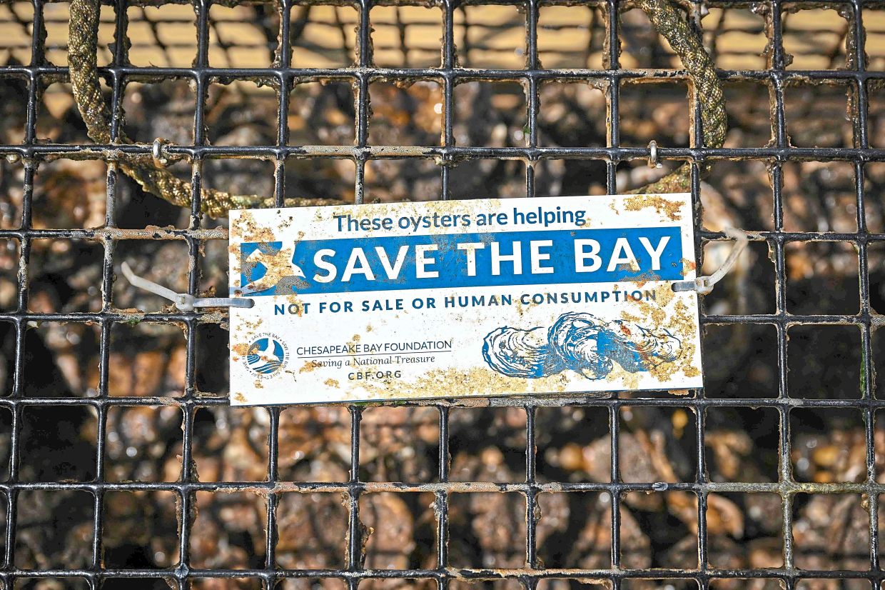 A basket of oysters at Price's home.