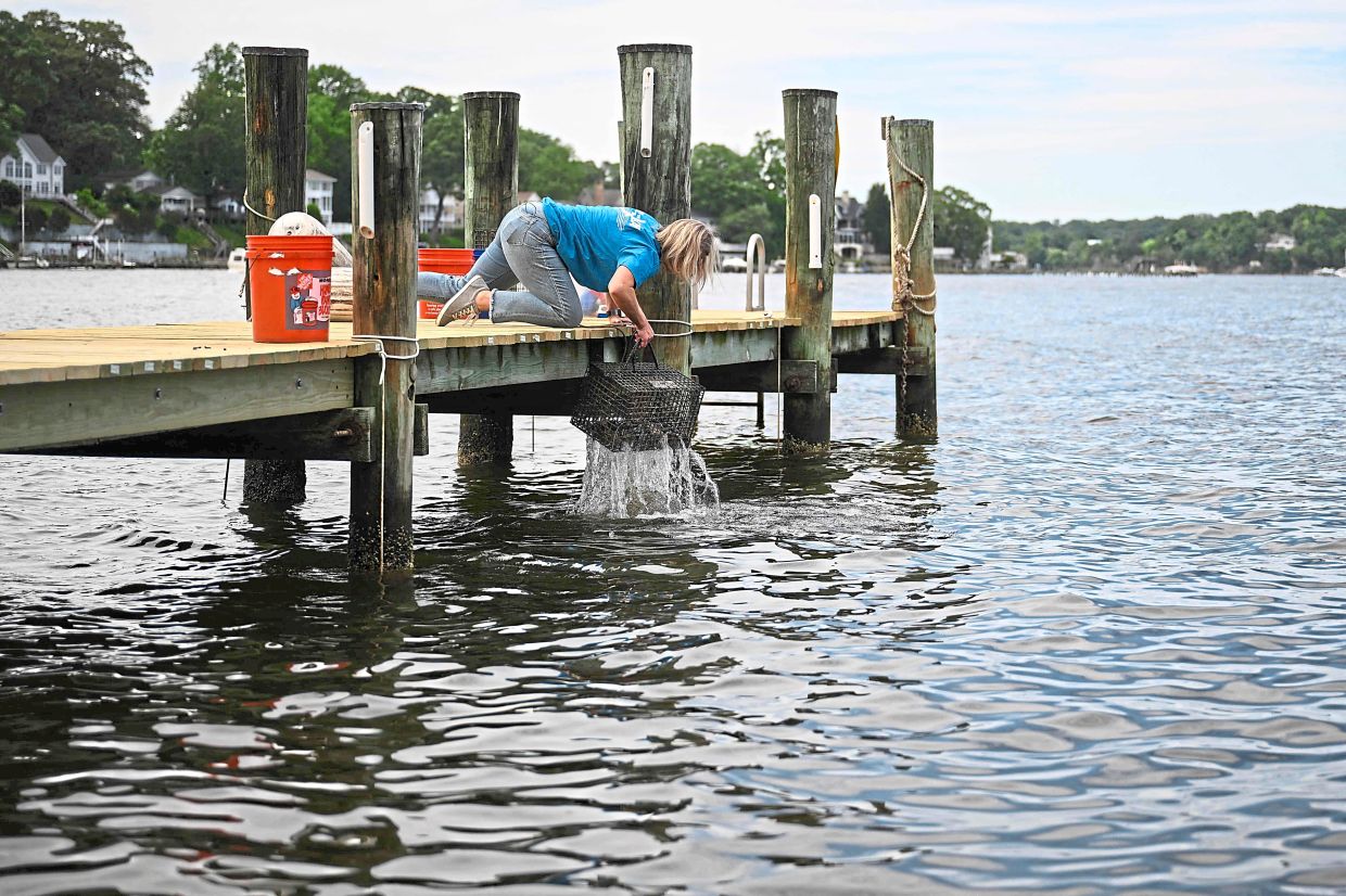 Price lifts a basket of oysters out of the water on the dock at her home where she grows oysters.