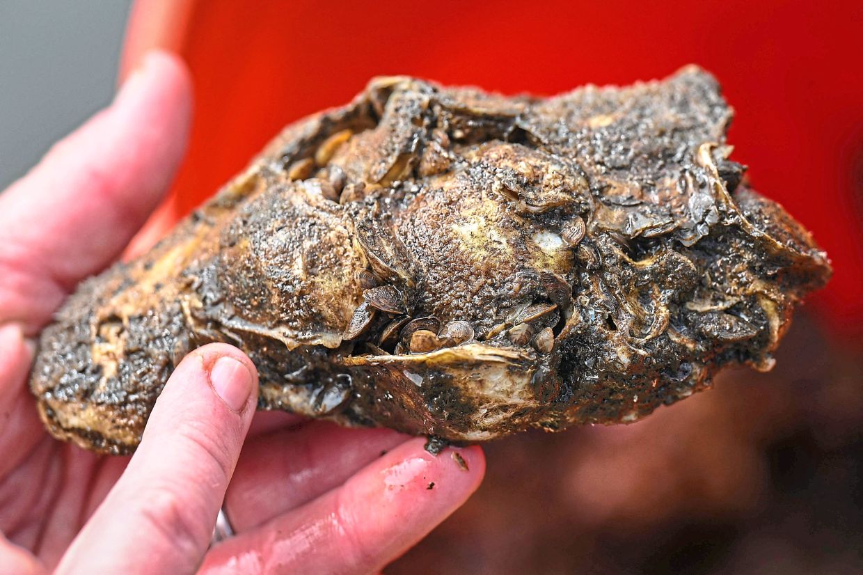 An oyster shell with younger oysters growing on it.