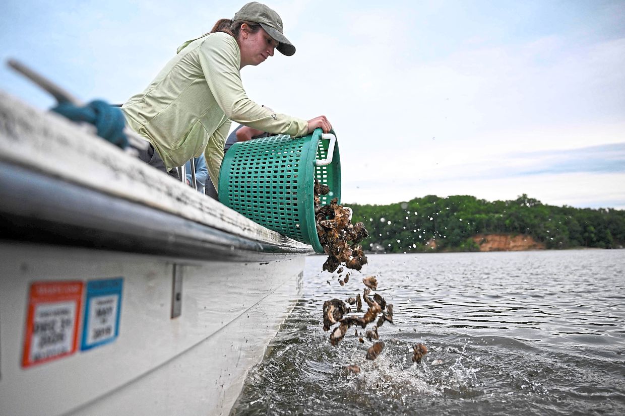 Intern Adelle Thrush dumps a basket of oysters into the water.