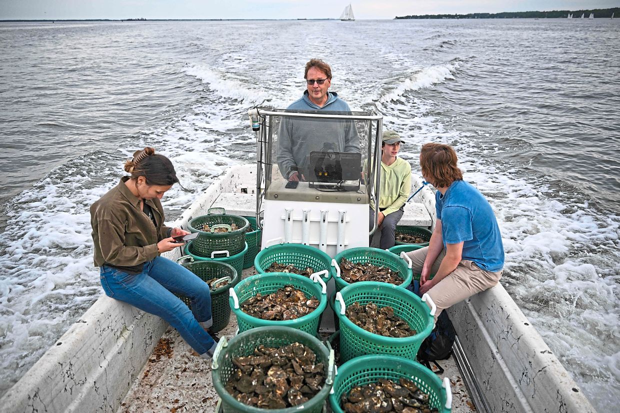 Johannes (centre) drives a boat full of oysters to be be placed into an oyster reef in the Severn River.