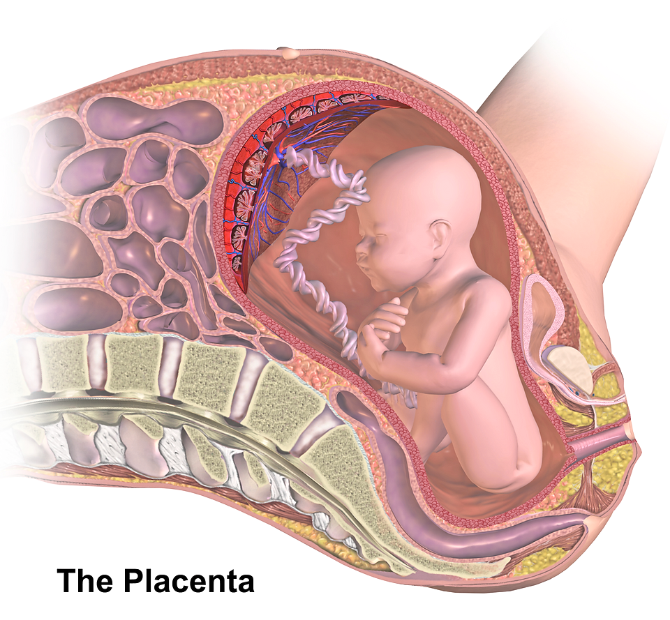 Newborns receive protection against the flu via antibodies that pass from their vaccinated mother through the placenta. — Wikimedia Commons