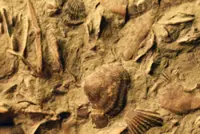 Ancient ‘lamp shells’ practised social distancing, fossil find in China reveals