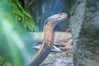 Toddler survives deadly encounter with cobra by biting its head off