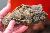 Meet the oyster gardeners battling to repopulate species