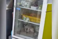 South Korean restaurant owner puts pet dog inside fridge to prevent animal from overheating