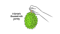 MULTIMEDIA: A durian's thousand-mile journey