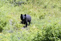 A 73-year-old woman is in critical condition after a suspected bear attack in Japan