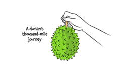 MULTIMEDIA: A durian's thousand-mile journey