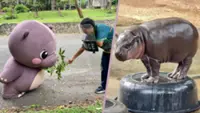 Thai zoo shares video of Moo Deng mascot on ‘attack’ during drill, amuses viewers