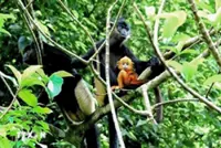 Petition submitted to set up conservation area for rare langur species in Ninh Bình