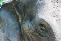 Perhilitan captures, relocates five wild elephants in Gua Musang