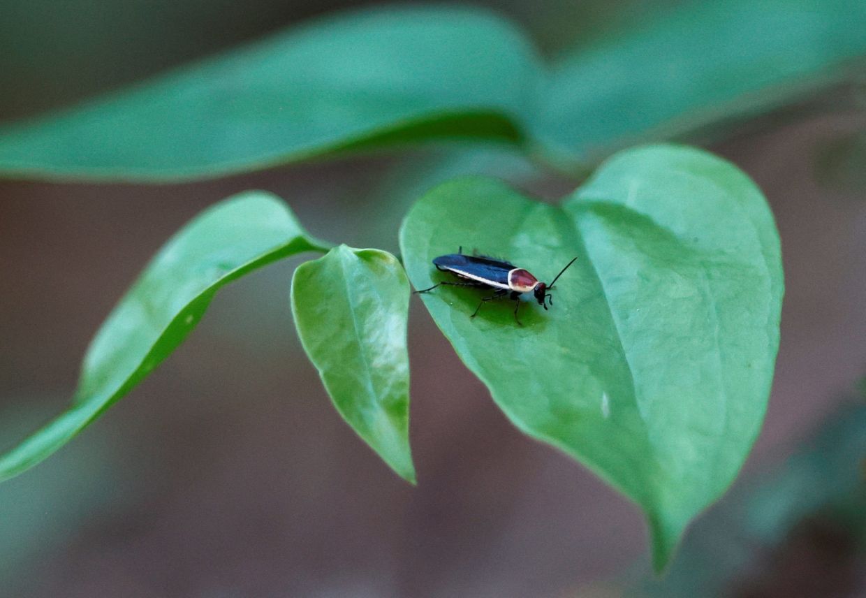 A firefly is pictured during an excursion led by forest rangers to raise awareness about its species during their breeding season at Chipinque Ecological Park, in San Pedro Garza Garcia, Mexico July 24, 2025. — REUTERS/Daniel Becerril