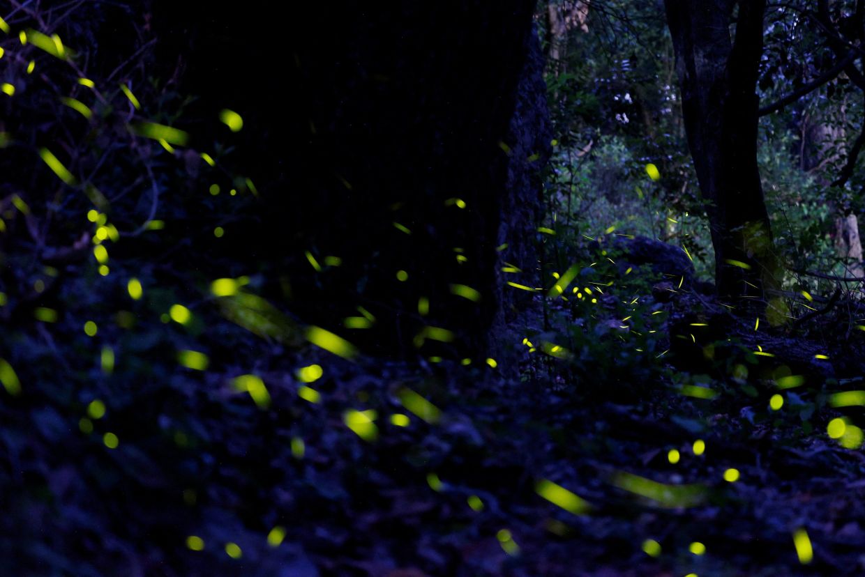 Fireflies are pictured during their breeding season at Chipinque Ecological Park, in San Pedro Garza Garcia, Mexico July 25, 2025. REUTERS/Daniel Becerril