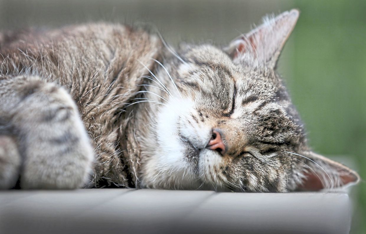 Warum Katzen lieber auf der linken Seite schlafen