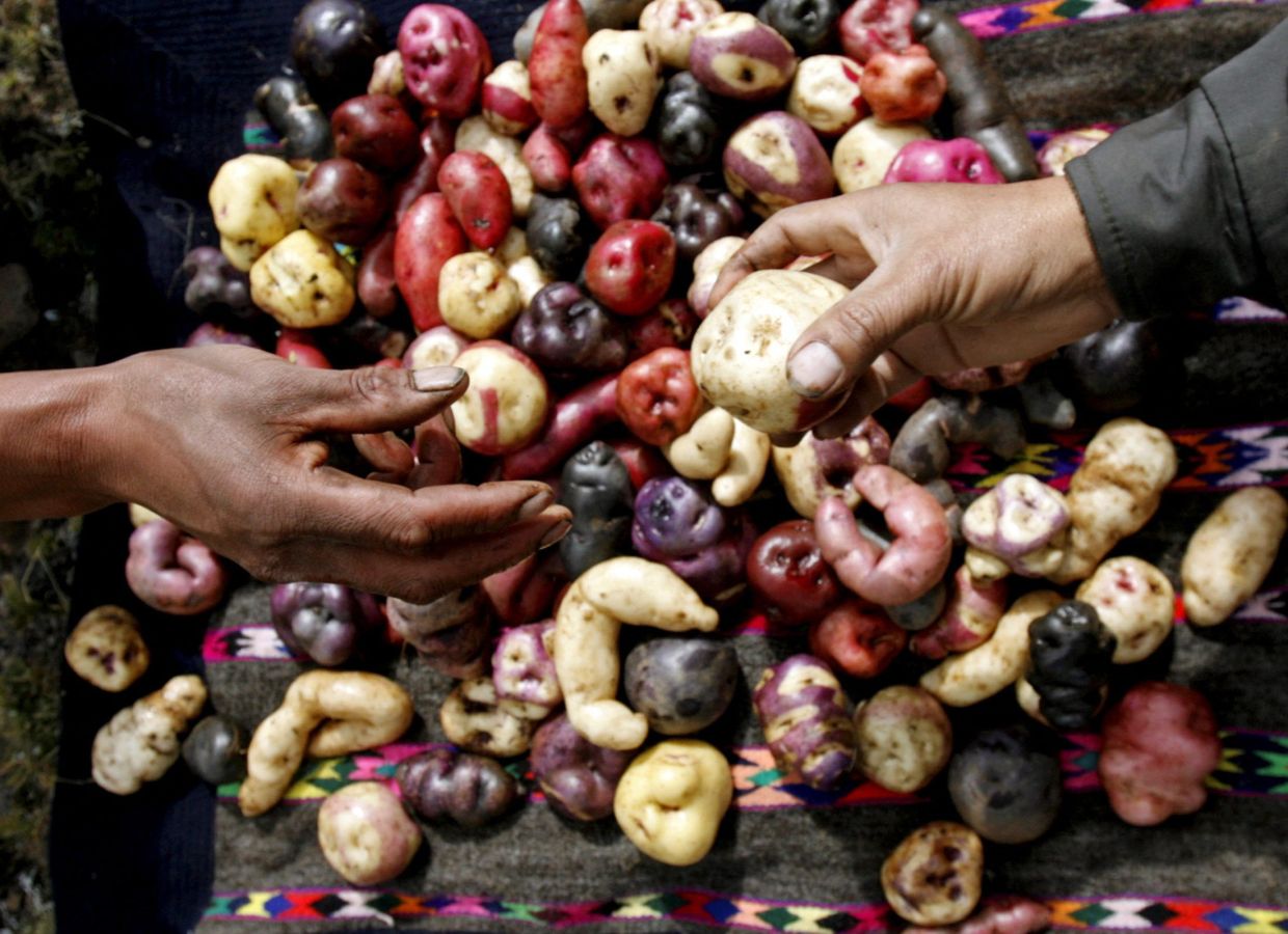 Quechua farmers display native potatoes at the International Potato Center (CIP) experimental station in the village of Aymara in the Andean highlands of Peru's Huancavelica region in 2007 — Photo:REUTERS/Mariana Bazo/File Photo