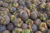 Giving mangosteen ‘queen treatment’ to reverse declining yield