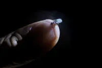 Fireflies light up the skies, but the glowing bugs are on the decline