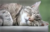 Why cats prefer sleeping on their left
