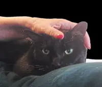 Katz Tales: The great furry sofa tuna revolution