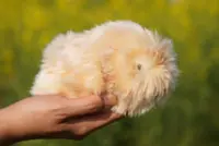 AI robot pet hit in Japan as personalities vary based on upbringing