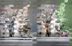 Why cats prefer sleeping on their left