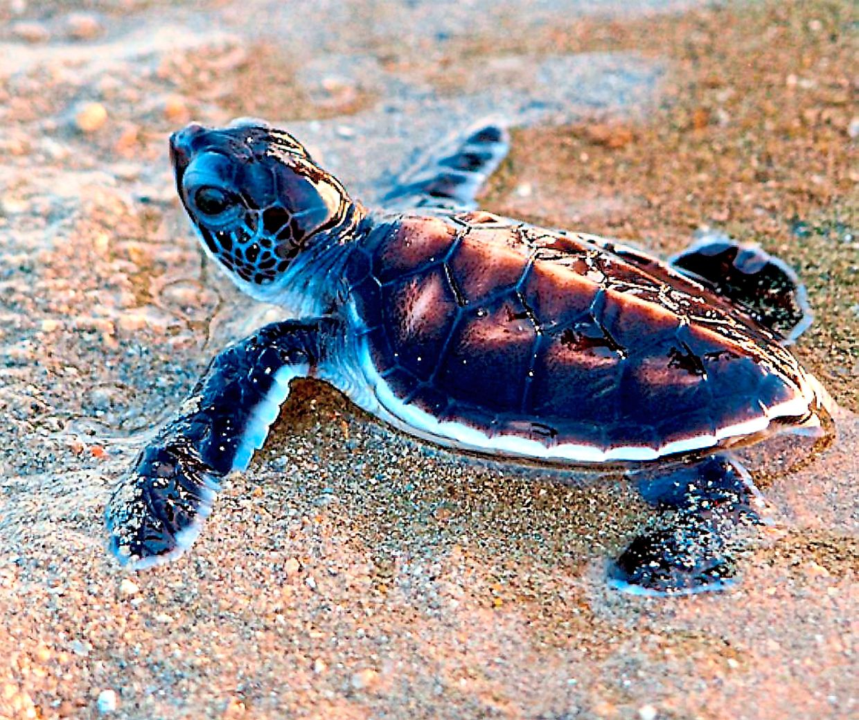 As of July this year, some 44,900 baby turtles have been released.