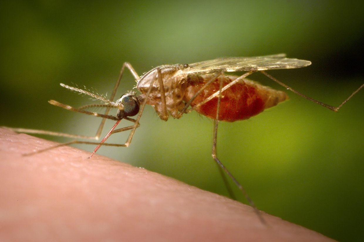 Hong Kong sees first chikungunya case from China outbreak