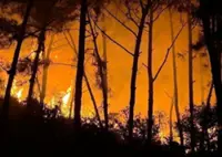 Pine forest fire in northern Vietnam remains uncontrolled