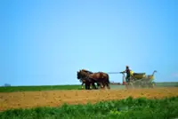 What we can learn from the Amish about life without a mobile phone