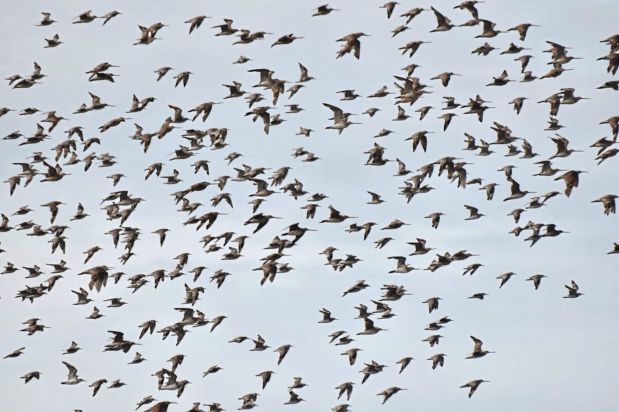 Birding also means you'll have the chance to witness murmuration. — AFIQ ABDUL RAHMAN