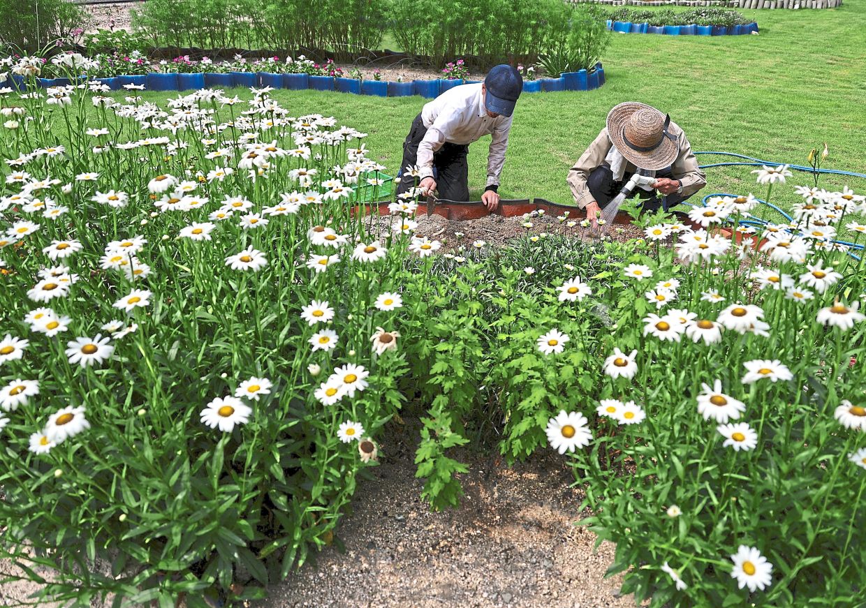 Kayo and local resident Yutaka Masumoto planting flowers at a site where the remains of atomic bomb victims were recovered in 2004, and which now serves as a flower park promoting peace. — Reuters