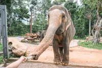 No food, please: Expert calls for bans on tourists feeding Asian elephants