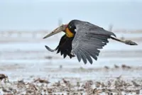 Selangor's Pantai Serdang is a birder's paradise