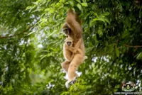 Taiping Zoo and Night Safari welcomes new wildlife births