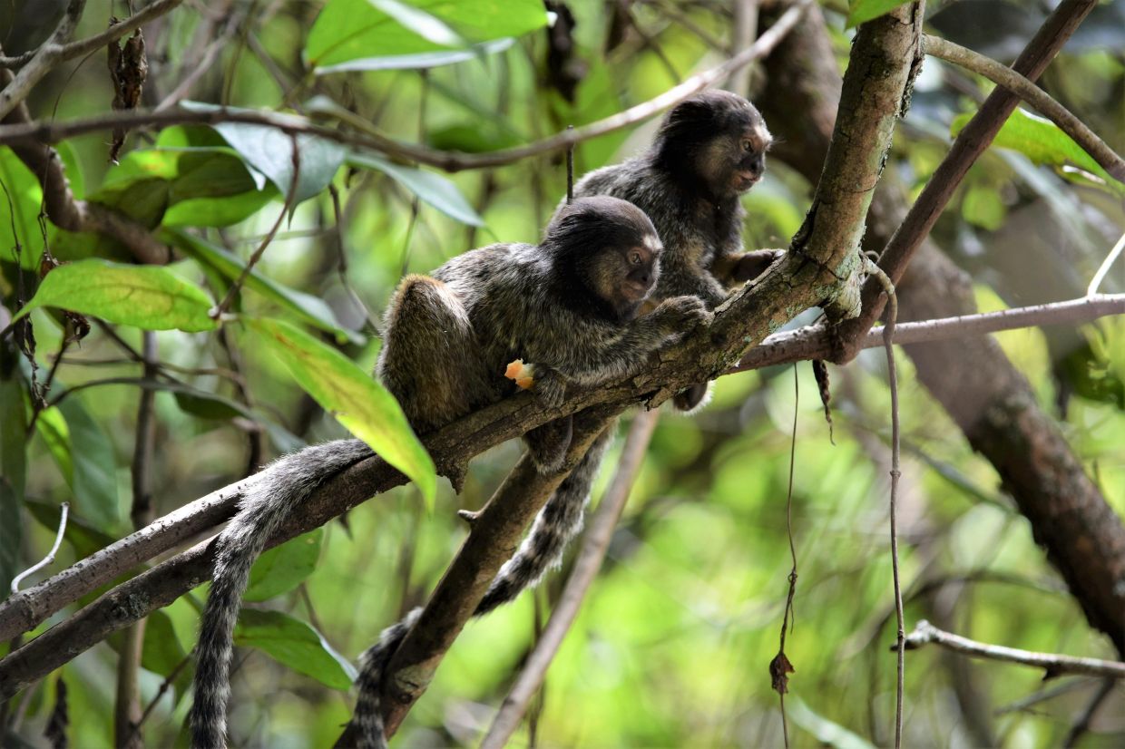 There are marmosets waiting for you to name them too!