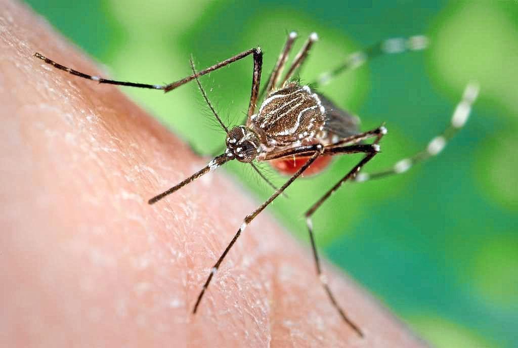 Ecowatch: As the planet heats up, these diseases are increasing