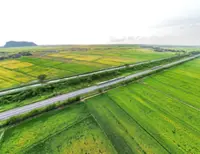 Kedah padi farmers feel the heat as harvest nears