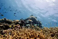 Australia's Great Barrier Reef suffers record coral decline following mass bleaching