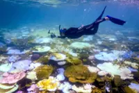 Australia's great barrier reef suffers record coral decline following mass bleaching